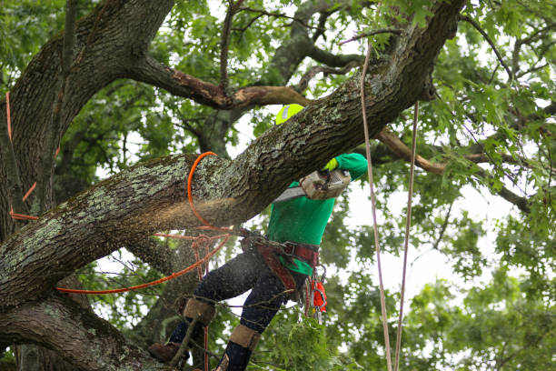 Best Residential Tree Removal  in Roaming Shores, OH